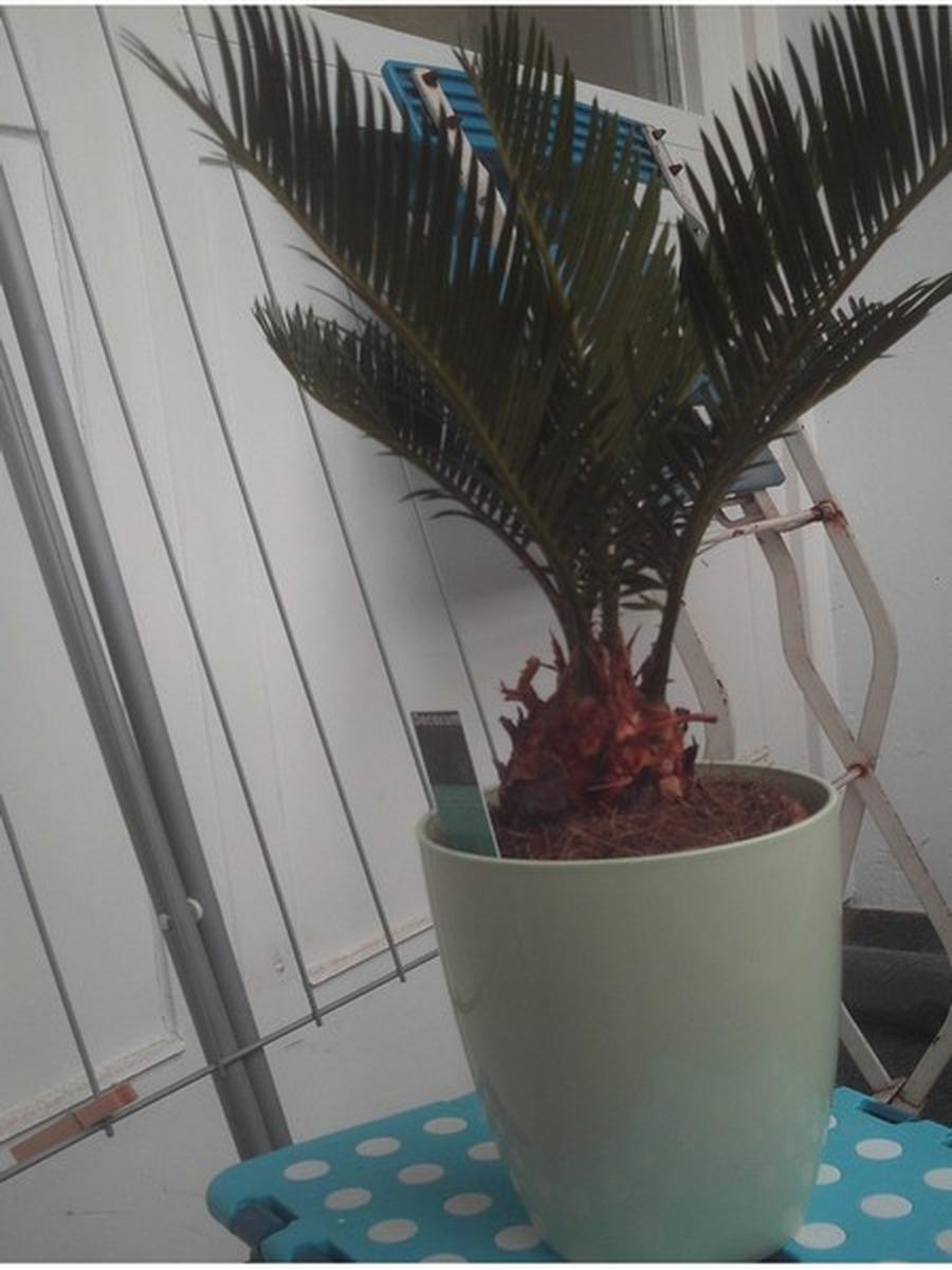 Die Palme auf meinem Balkon von Theodor Rieh fisch+fleisch
